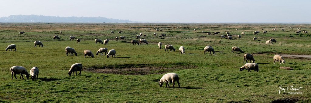 Baie-de-Somme-0144.jpg