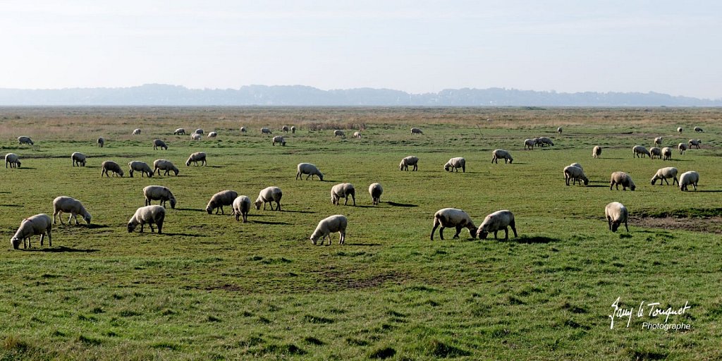 Baie-de-Somme-0143.jpg