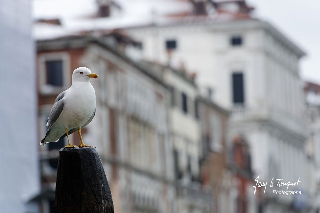 Venise-0270.jpg