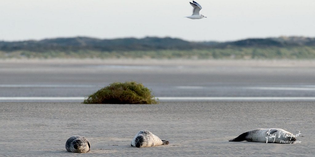 Photos Berck-sur-Mer 
