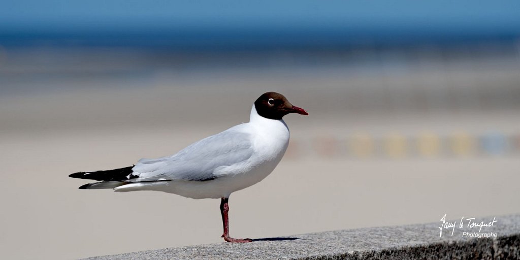 Berck-sur-Mer-0560.jpg