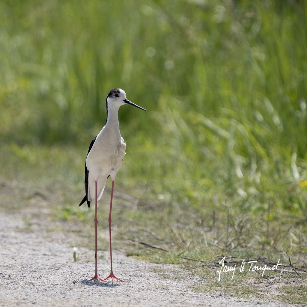 Baie-de-Somme-0377.jpg