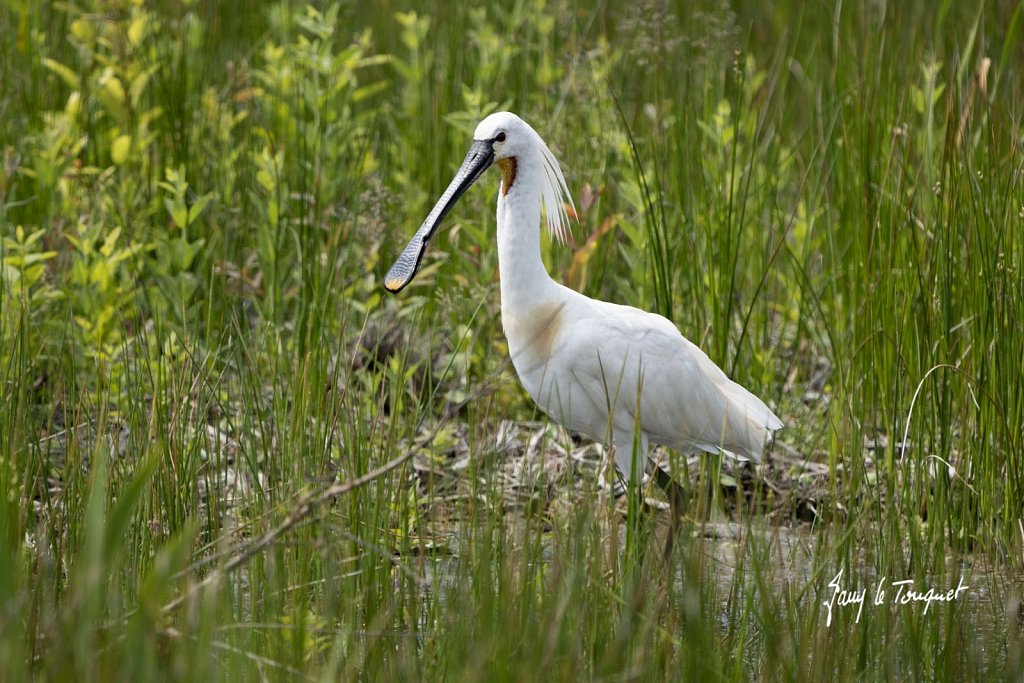 Baie-de-Somme-0386.jpg