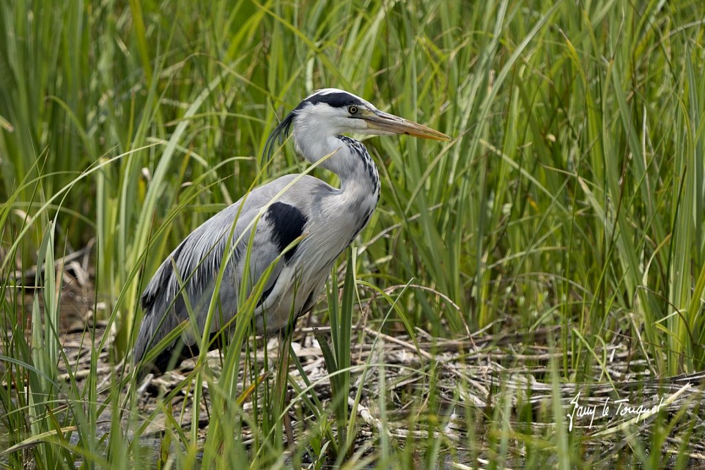 Baie-de-Somme-0389.jpg
